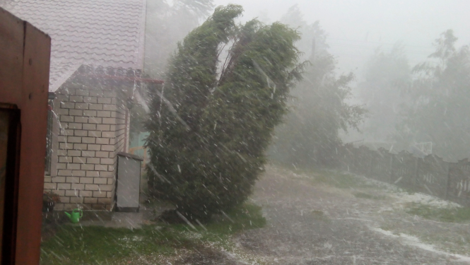 Koki, krūmi, mājas, lietus, vētra, plūdi un ceļa